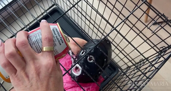 Lord Goddess - Lord Maria Training 1 Cage Quickl Onlyfans Started And Was I But Light With The Goddess Humiliation Instruction Ylop Some Off Gentle