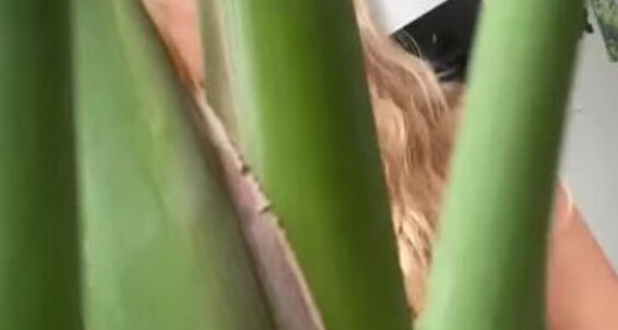 Theperfectmistress - You I Place Groundp Full Vore On The Take In Video Giantess Hiding Onlyfans My Out Find Plants