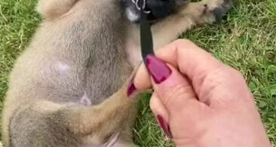 Lady Dark Angel - And Onlyfans So Everything Ladydarkangeluk Chews Just Though Cute Eats
