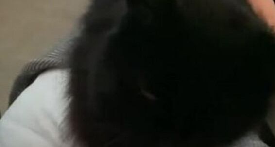 Lady Dark Angel - You May Minute She Her Baby Fur The Then Oldest This One Ladydarkangeluk In 12 Onlyfans Loves Next My Bats Cuddles S Is