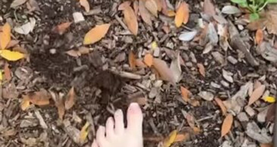 Goddesscecee - Obsessed A Clean Foot Dirty Aka To Cecily Freak Onlyfans For Feet