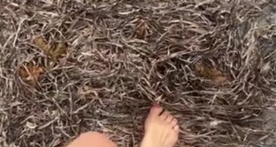 Goddesssevera, Video: Crunchy Walk Onlyfans So Dried Upon Satisfying Seaweed Things Underfoot To Is More