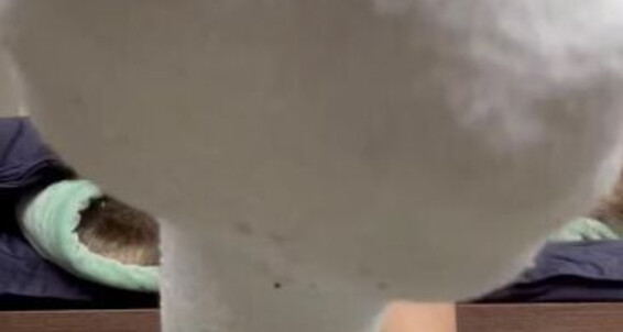 Bornroyal Feet - Open Put Bornroyal Love And My Your Mouth You I So Smelly Sock Onlyfans Sweaty In Can Feet