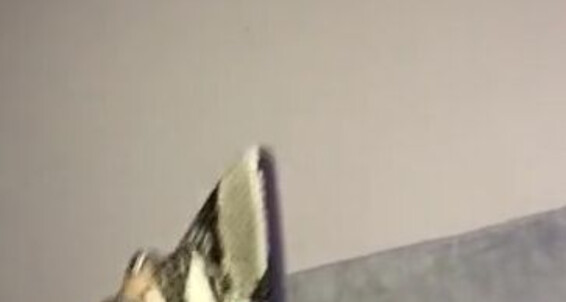 Sexy Dangle Only Footsiegalore Heel Snake Print Fans Exclusive Onlyfans Video