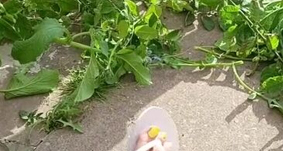 Solefulsassy, Video: Spot Watching Weeding Onlyfans Im With Just And A 1 Of Madsoles Well Dangling