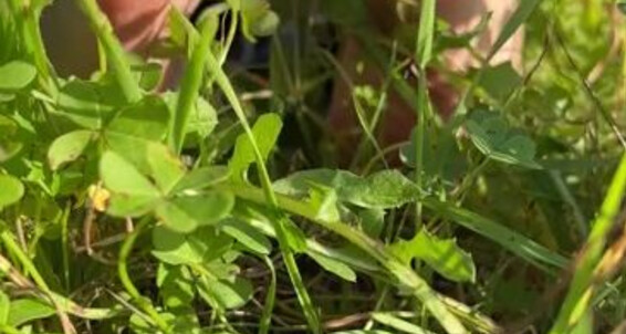 With To Grass Do You The In Want Play Them Onlyfans Evifeet