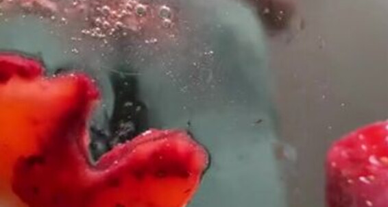 Catprincess, Video: Feet Onlyfans 3 Strawberry Forever Catprincessfeet