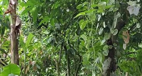 Solesqueenrd - Love Nature And Aka Meryann Meaty Who Onlyfans The Feet
