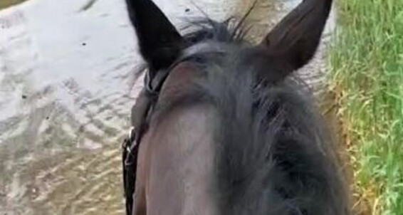 Vivienne L Amour - Ex Horse 6 Huge Amazing Onlyfans Was Aka Loved His Amour Mistress Vivienne Vlproductionsuk A I L Hu Had He Equestrian Friday 4 Hunting On Real