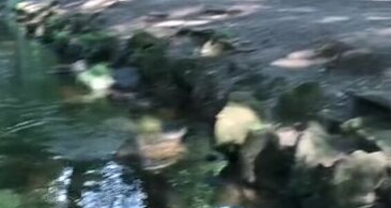 Vivienne L Amour, Video: Yours Some I One Aka Vlproductionsuk Thing You Sometimes Only Vq Hope Is Amour Null Time With Nature Being 1 Vivienne Find Onlyfans At To L