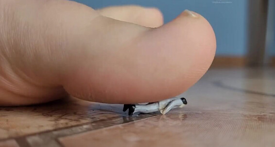 Masmr, Video: Vs Onlyfans Tiny My Close 4April Up Bare Toe Man Foot Big