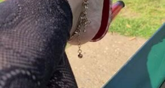 Dangling My Heels Gingham Feetbysherri Onlyfans In