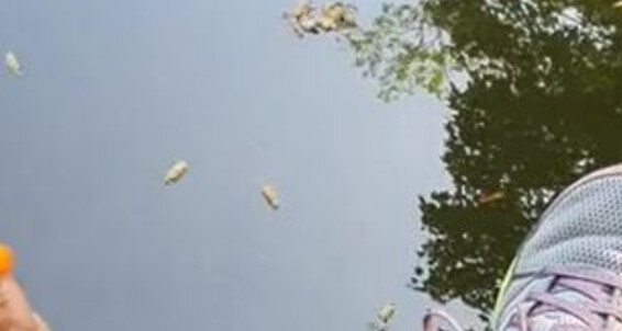 Feetbysherri, Video: Feet Onlyfans Nature Vibes And Sweaty