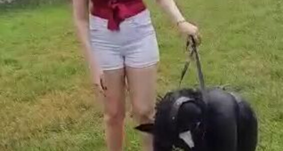 Mistressvblack, Video: Luxuryfetishdollsbrazil Sresrafeet Black Onlyfans 247 V Training Ponyplay Nicknamed Experience Mistress