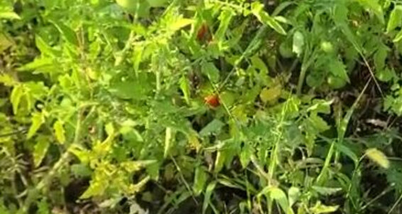 Missarcanaplus, Video: 4 Onlyfans The Garden Nicknamed