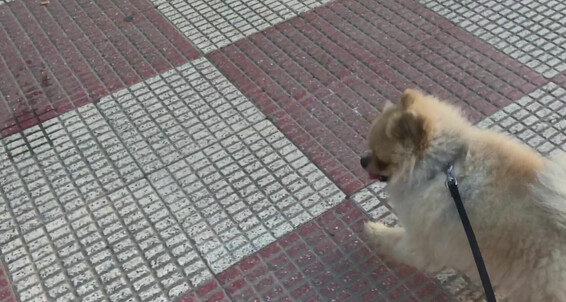 Siswet19, Video: Chase Walking Siswet