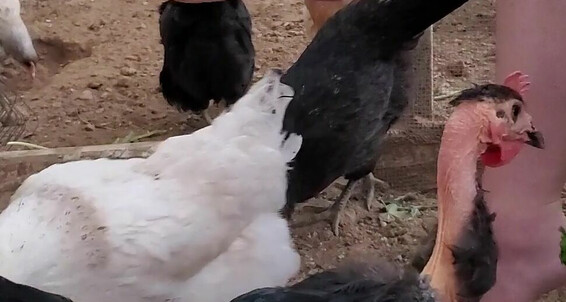 Pedipanty7_Premium - Schoolgirl Her After Premium Chickens Class Pedipanty Feeding