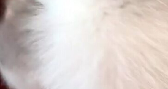 Lutro - Slow Fetish Luxury And Edition Fur Beginning Motion Finish
