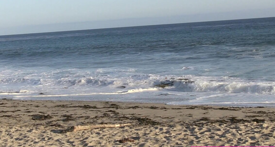 Vanessaveracruz - At Beach Manyvids The Pda