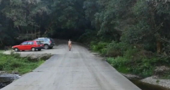 Daring Desire Road Pornhub Walk In The