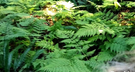 Sex4Charity - On A Island My Sucks Me Wife Rainforest Vancouver Pornhub In